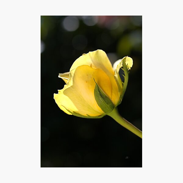 Rose Of Golden Glow Photographic Print