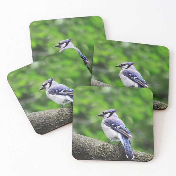 Item preview, Blue Jay designed and sold by Alyce Taylor.