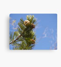 Pinecones Canvas Print