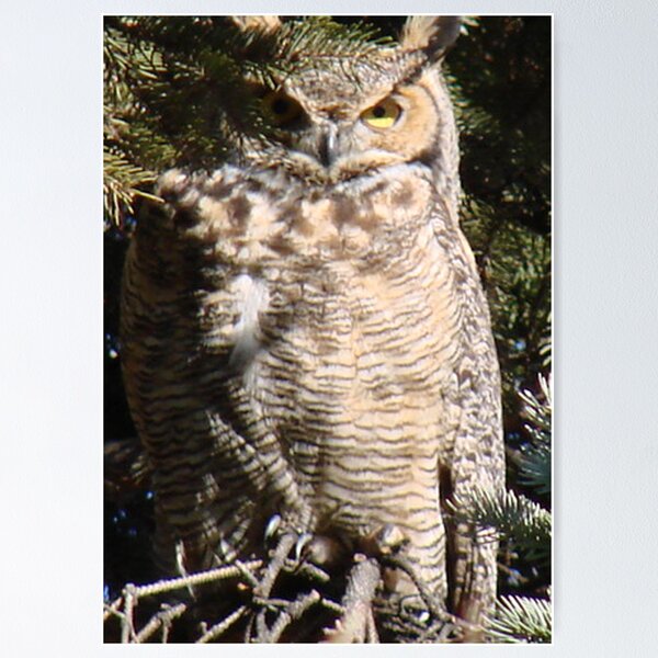 PNW Raptor - Great Horned Owl2 Poster