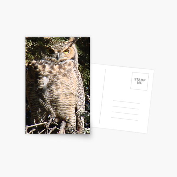 PNW Raptor - Great Horned Owl2 Postcard
