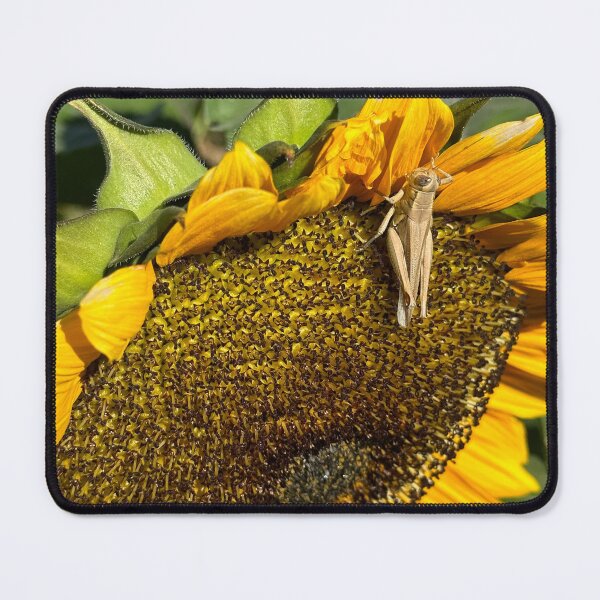 Item preview, Sunflower With Cricket Photo Plant Sticker Magnet Wall Art Design designed and sold by Saritas Boutique Shop.