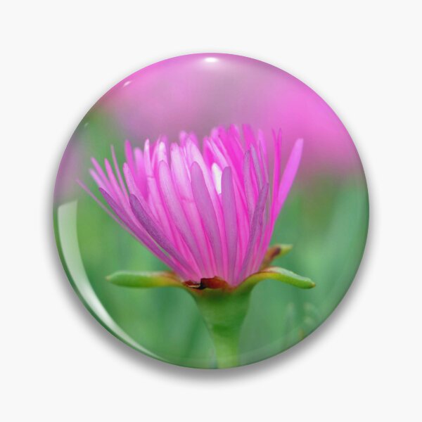 Item preview, Flor de planta de hielo única rosa fuerte designed and sold by IPPhotography.
