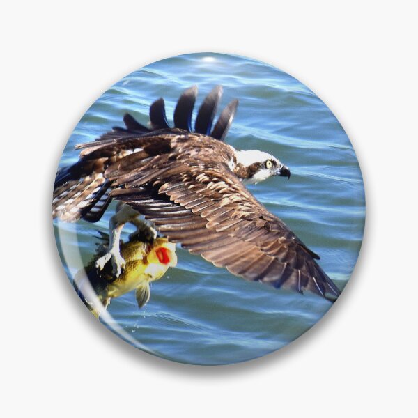 Item preview, Osprey With Fresh Fish For Dinner designed and sold by Eleu Tabares.