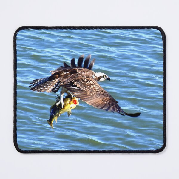 Item preview, Osprey With Fresh Fish For Dinner designed and sold by Eleu Tabares.