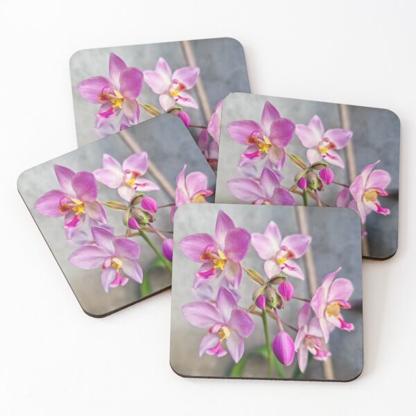 Item preview, Pink Orchids (Spathoglottis x parsonsii) designed and sold by Ross.A.Campbell.