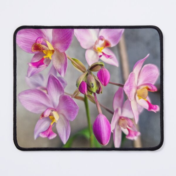 Item preview, Pink Orchids (Spathoglottis x parsonsii) designed and sold by Ross.A.Campbell.