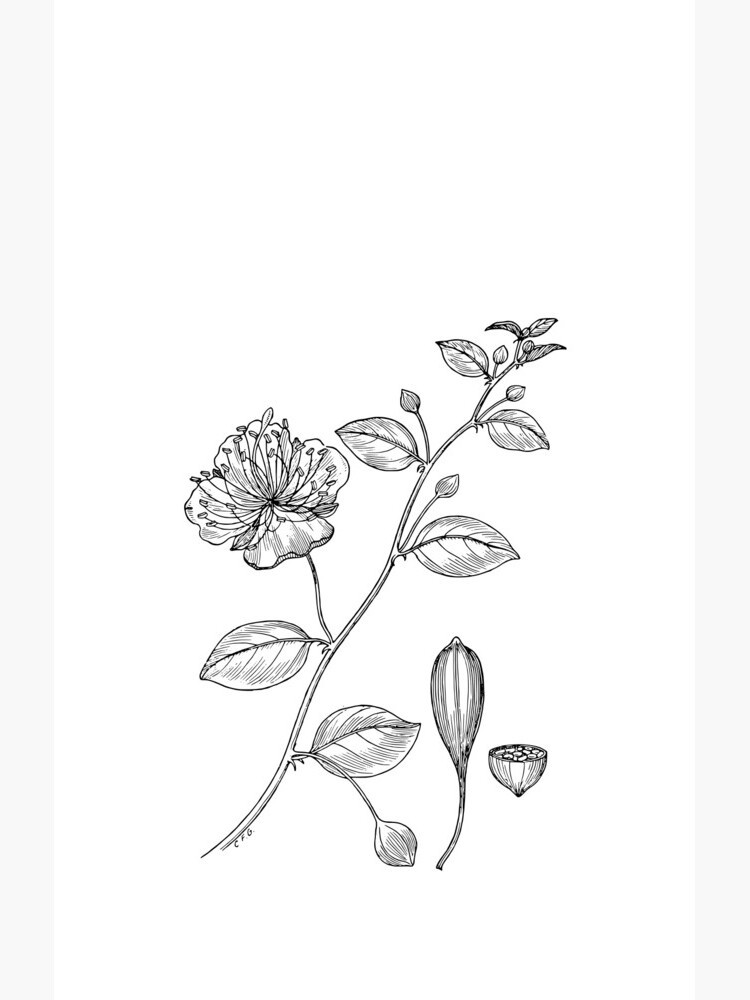 Botanical Scientific Illustration Black and White Caper by pahleeloola