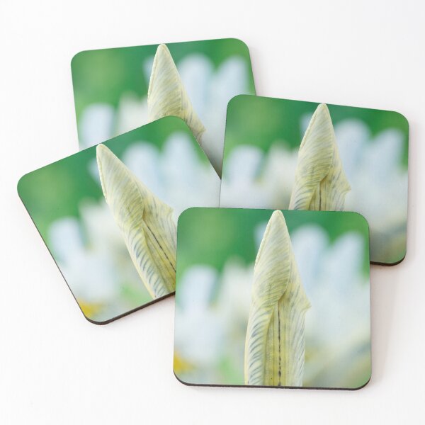 Item preview, Iris  'Katharine Hodgkin'  AGM  Reticulata   designed and sold by Chris Burrows.