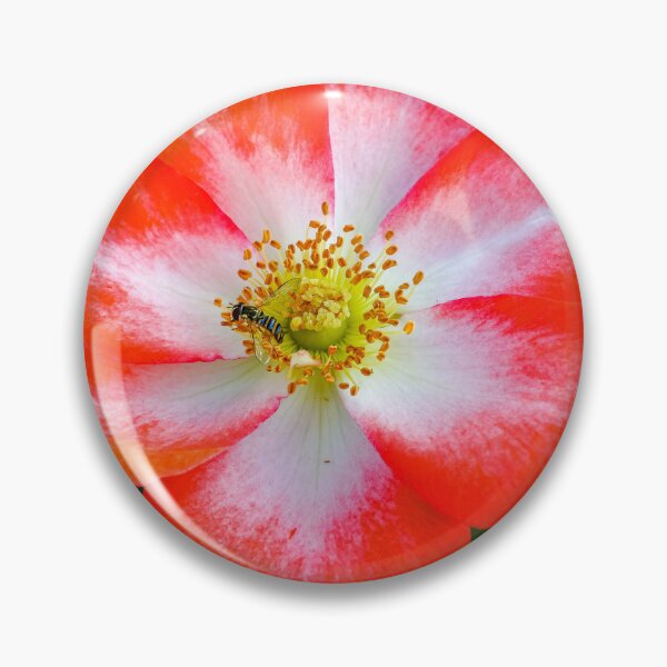 Item preview, Full Bloom Red and White Rose with Bee designed and sold by Fenderbender00.