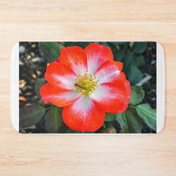 Item preview, Full Bloom Red and White Rose with Bee designed and sold by Fenderbender00.