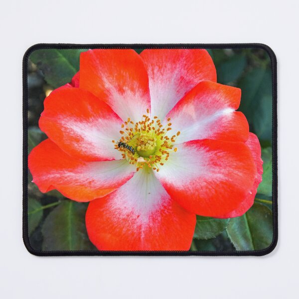 Item preview, Full Bloom Red and White Rose with Bee designed and sold by Fenderbender00.