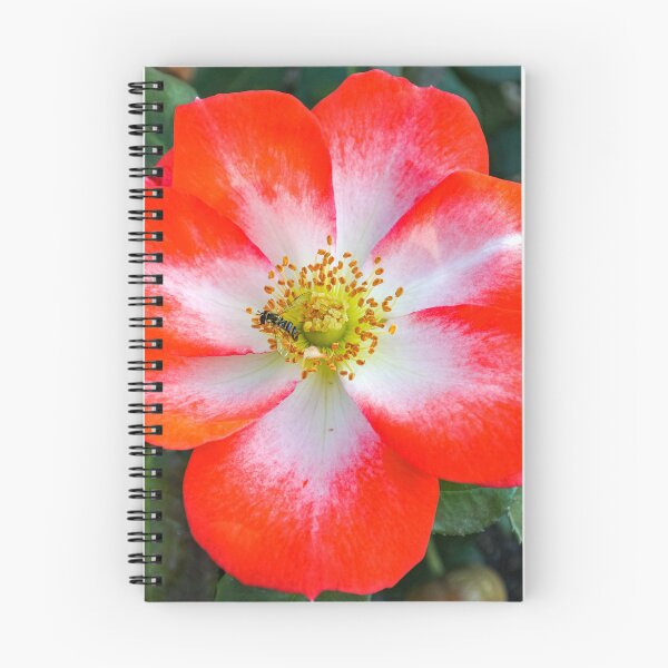 Item preview, Full Bloom Red and White Rose with Bee designed and sold by Fenderbender00.
