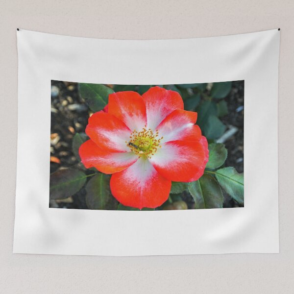 Item preview, Full Bloom Red and White Rose with Bee designed and sold by Fenderbender00.