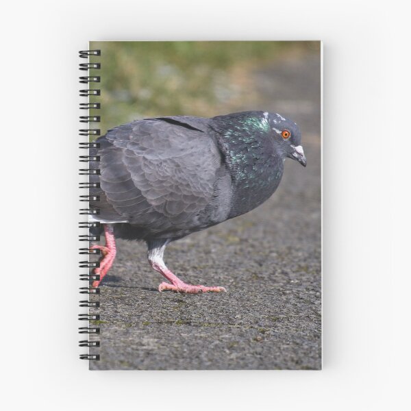 Item preview, Pigeon courtship dance designed and sold by GreyFeatherPhot.