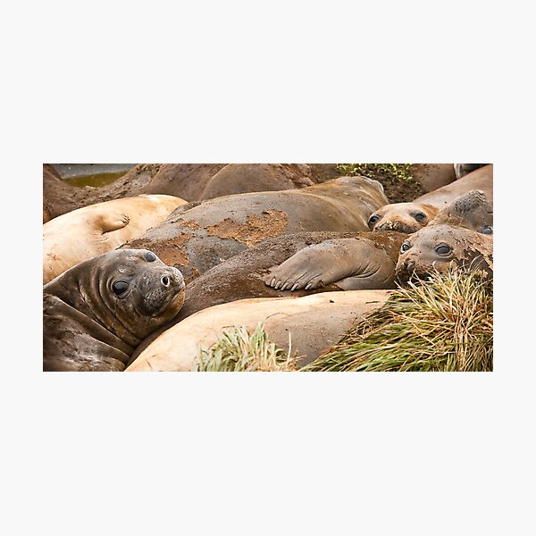 Close Friends Photographic Print