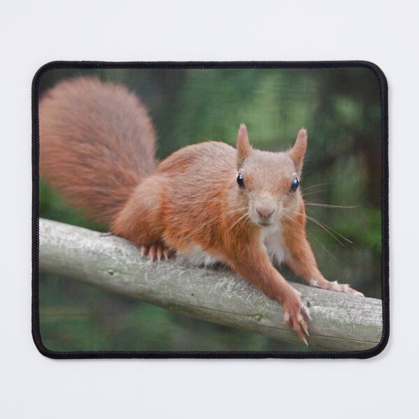 Item preview, Got Nuts? designed and sold by Krys Bailey.