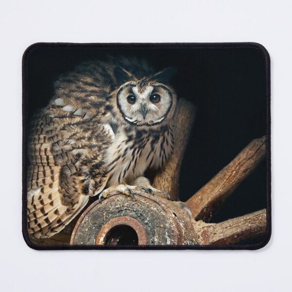 Item preview, D'ya like my Perch? designed and sold by Krys Bailey.