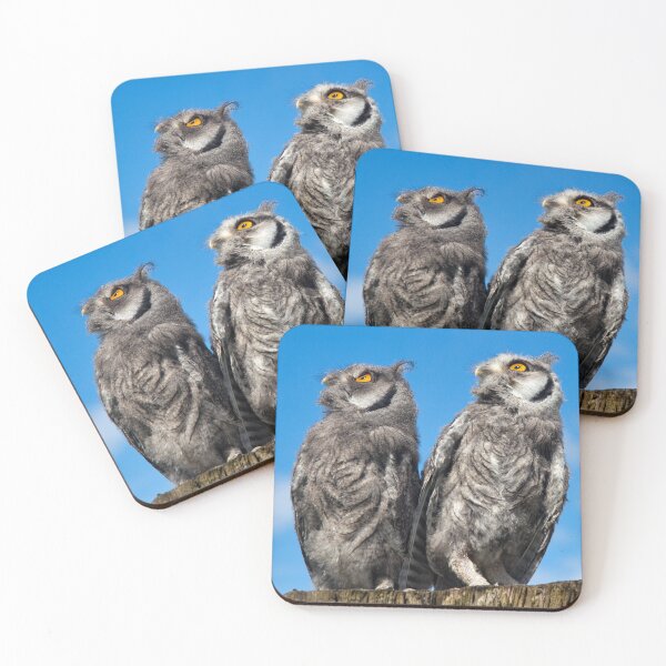 Item preview, Was that a Pterodactyl just flew over? (White-Faced Scops Owls) designed and sold by Krys Bailey.