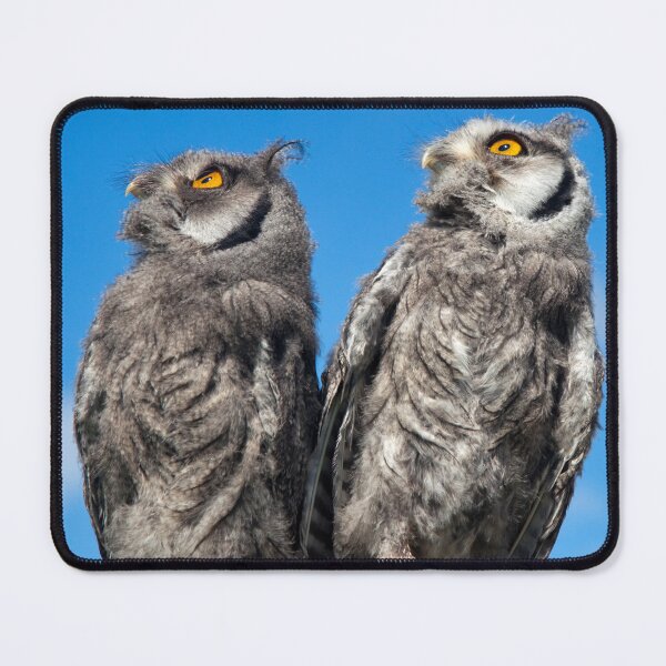 Item preview, Was that a Pterodactyl just flew over? (White-Faced Scops Owls) designed and sold by Krys Bailey.