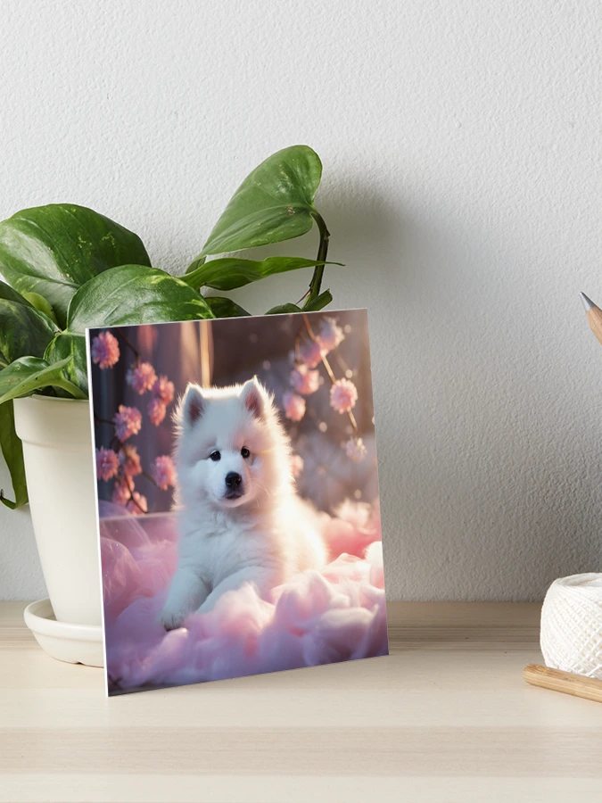 White elegant and impressive samoyed Akita Inu puppy on a