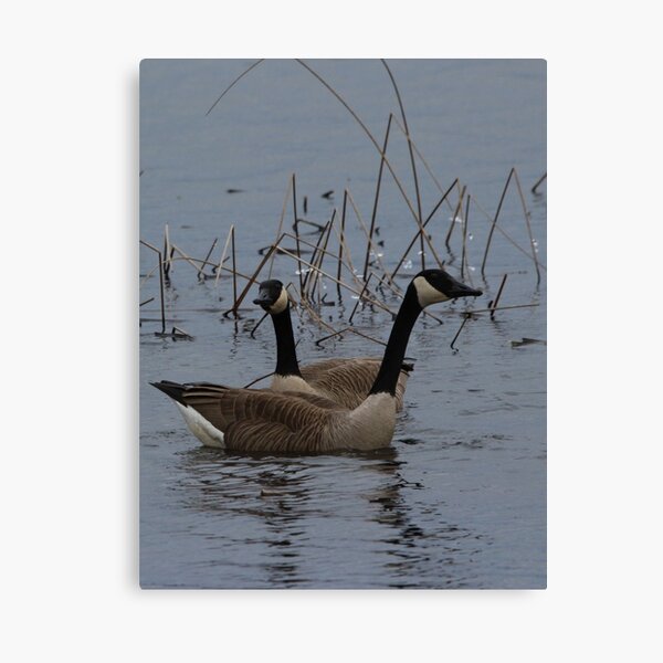Canadian pair Canvas Print
