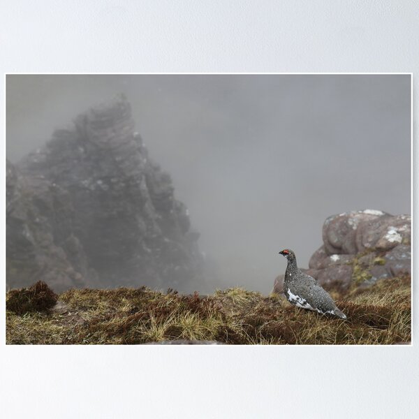 Artikelvorschau, Rock Ptarmigan auf Sgurr und Fhidhleir entworfen und verkauft von ElliottDay.