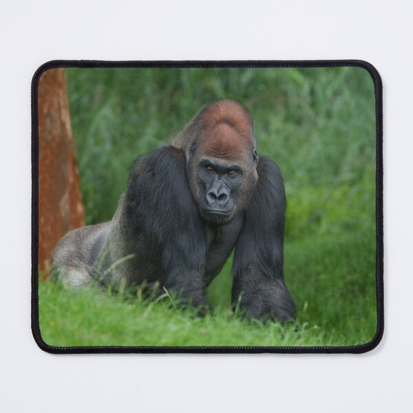Item preview, Silverback Gorilla's Stance designed and sold by rawshutterbug.