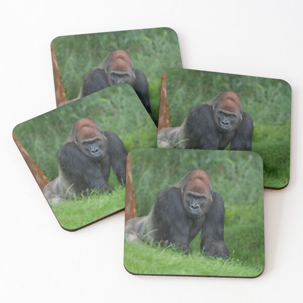 Item preview, Silverback Gorilla's Stance designed and sold by rawshutterbug.