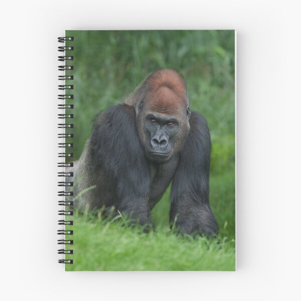 Item preview, Silverback Gorilla's Stance designed and sold by rawshutterbug.