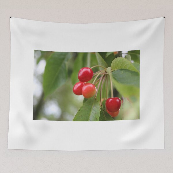 Item preview, Cherries on the Tree -Northern Michigan - Leelanau County designed and sold by S S Photography.