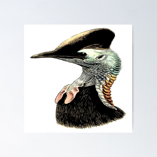 Item preview, Cassowary Ratite Bird by EncycloArt | Australian Birdwatching | Flightless Bird | Living Dinosaur designed and sold by encyclo-art.