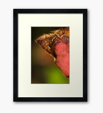 an insects world Framed Print