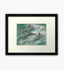 Dolphin trio Framed Print