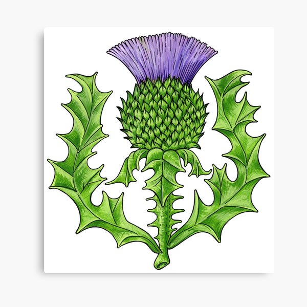 A Thistle Proper Canvas Print