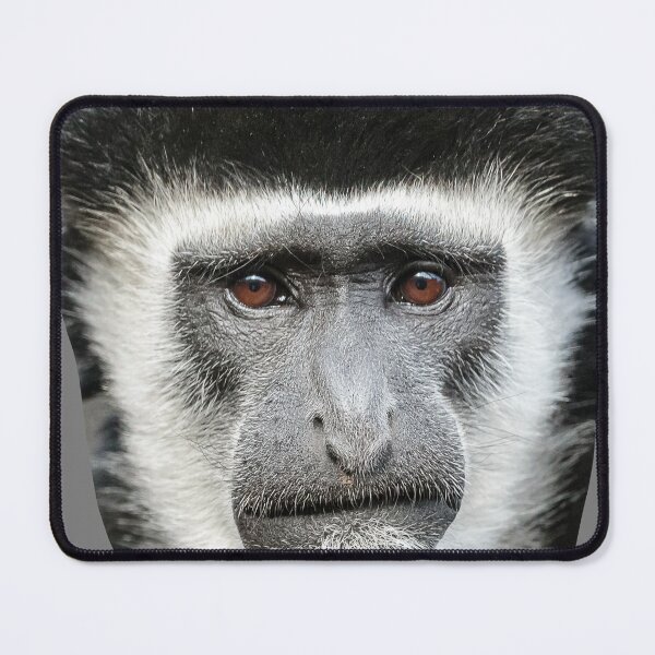Item preview, Expressive face of a Colobus monkey designed and sold by Dalyndigital Photography.