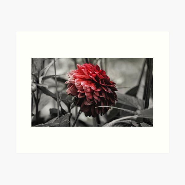 Item preview, Dahlia designed and sold by MrSmilesNZ.