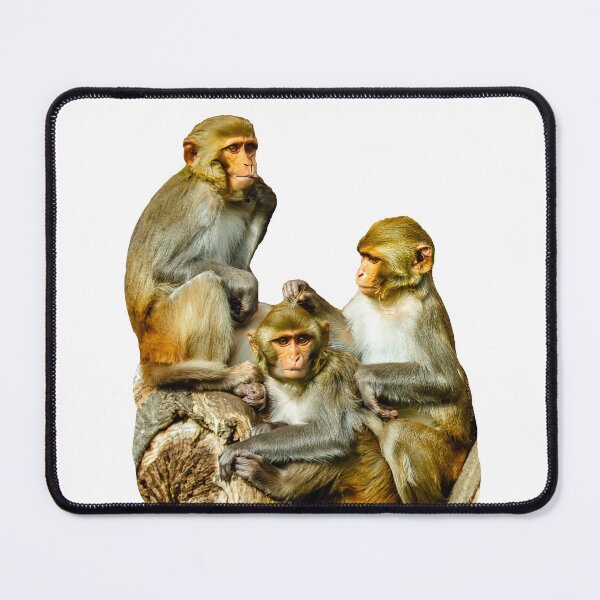 Item preview, The Three Amigos awaiting mischief designed and sold by Dalyndigital Photography.