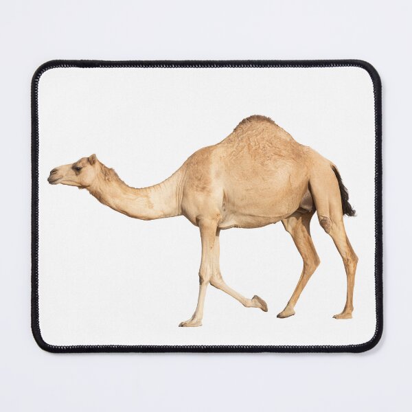 Item preview, Graceful Arabian Camel in Motion designed and sold by stedata.