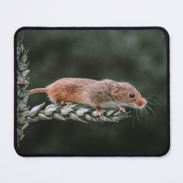Item preview, Harvest Mouse on a stem of Barley designed and sold by Adrian Rowley.