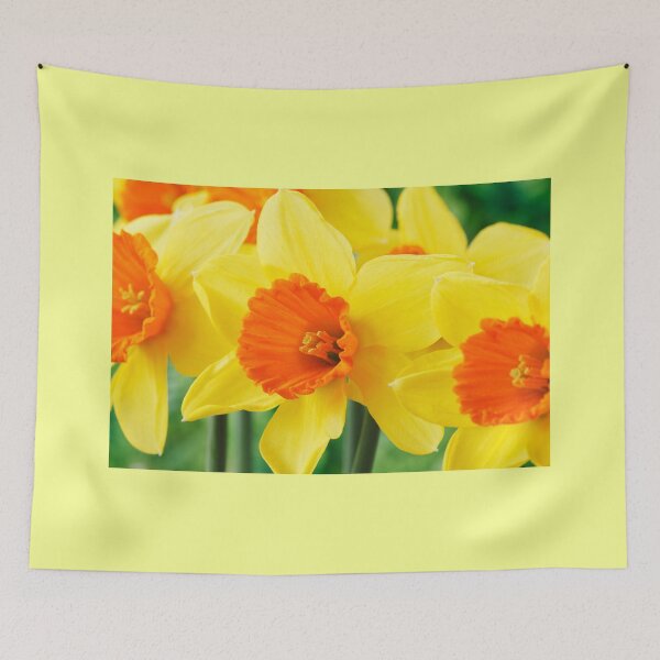 Item preview, Narcissus  'Loveday'    Division 2 Large-cupped  Daffodil designed and sold by Chris Burrows.