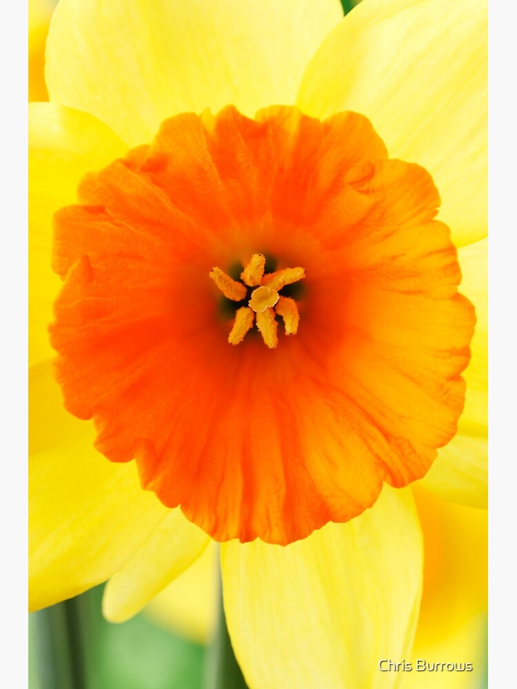 "Narcissus 'Loveday' Division 2 Largecupped Daffodil" Poster for Sale