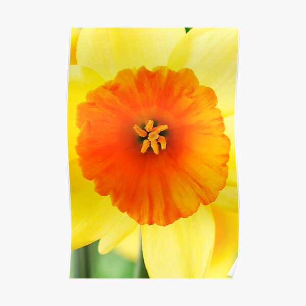 "Narcissus 'Loveday' Division 2 Largecupped Daffodil" Poster for Sale