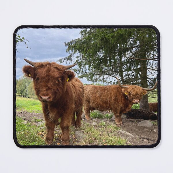 Item preview, Scottish Highland Cattle Calf and Cow 4555 designed and sold by SaarelaHighland.