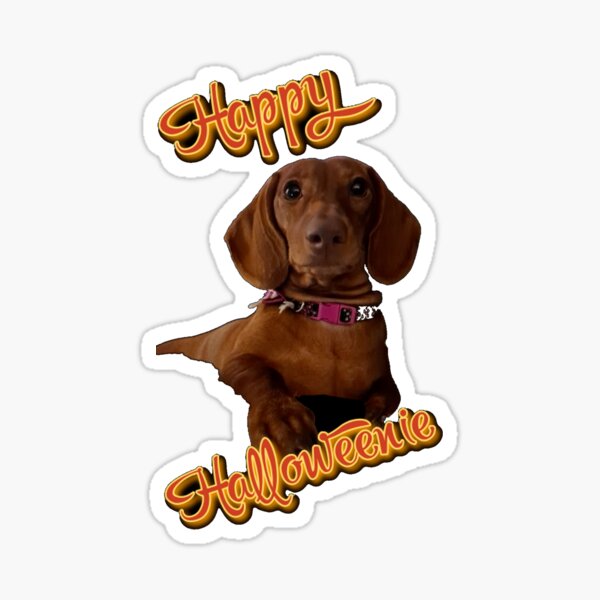 TIL that the spanish word for Dachshund is perro salchicha, or