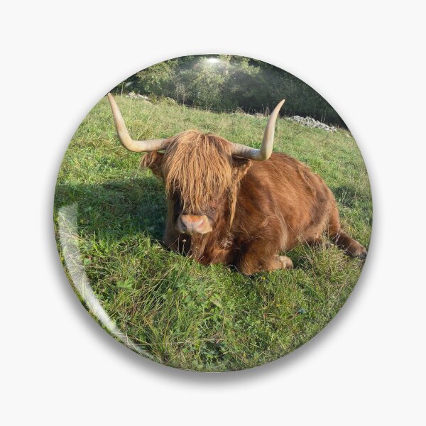 Item preview, Scottish Highland Cattle Cow 4568 designed and sold by SaarelaHighland.