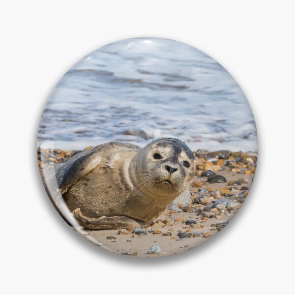 Item preview, Seal Pup on the Beach designed and sold by Jane Stanley Photography.