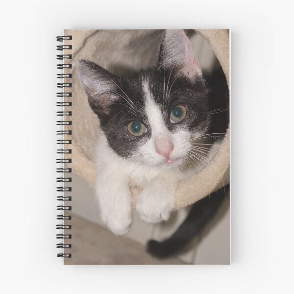 Item preview, Black and white kitten designed and sold by HaleyRedshaw.