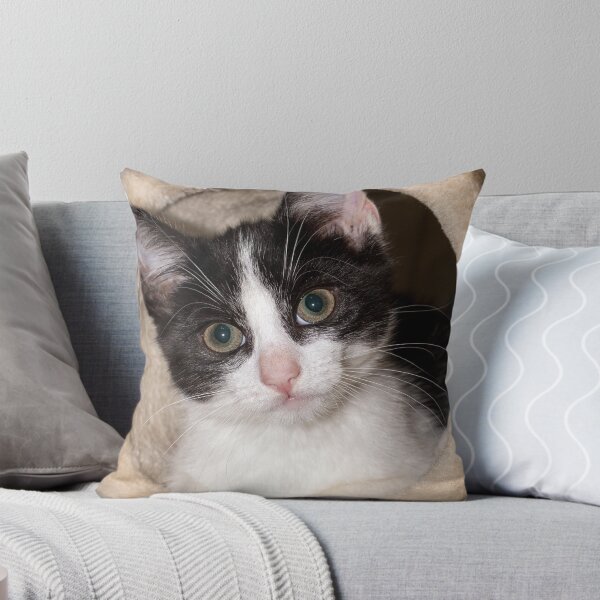 Item preview, Black and white kitten designed and sold by HaleyRedshaw.