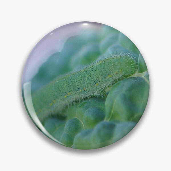 Item preview, Cabbage White Butterfly and Cabbage Moth larvae caterpillar on a Kale leaf designed and sold by IPPhotography.
